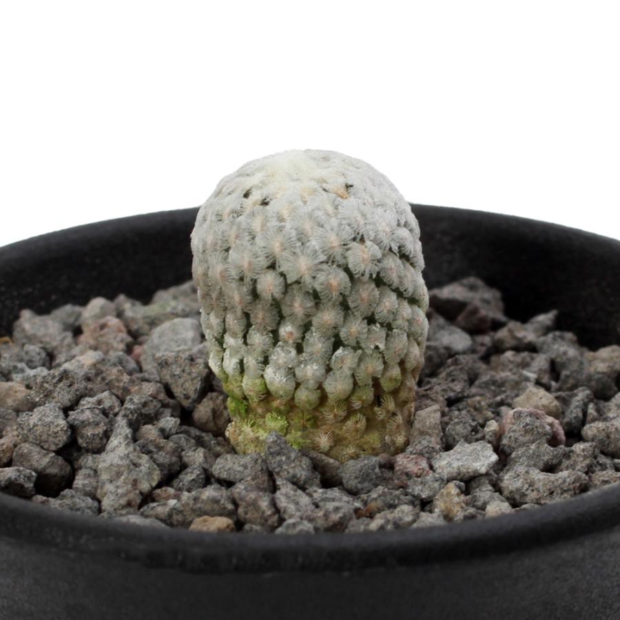 チャーム（charm） （多肉植物）サボテン ツルビニカルプス バラ丸