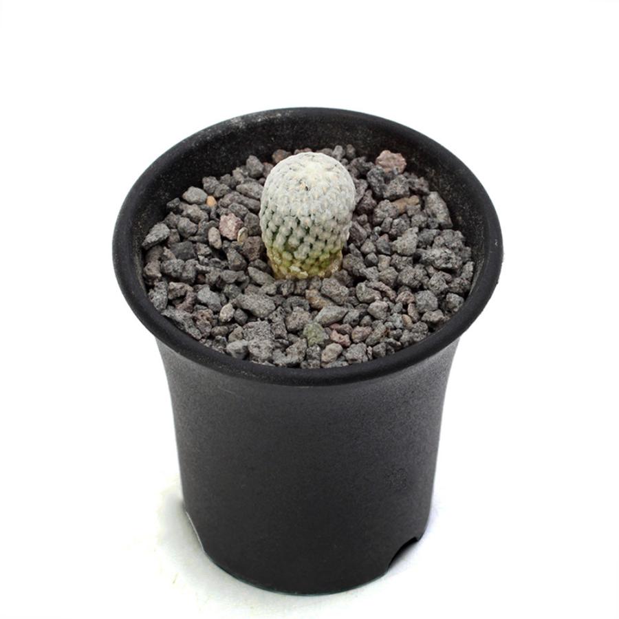 チャーム（charm） （多肉植物）サボテン ツルビニカルプス バラ