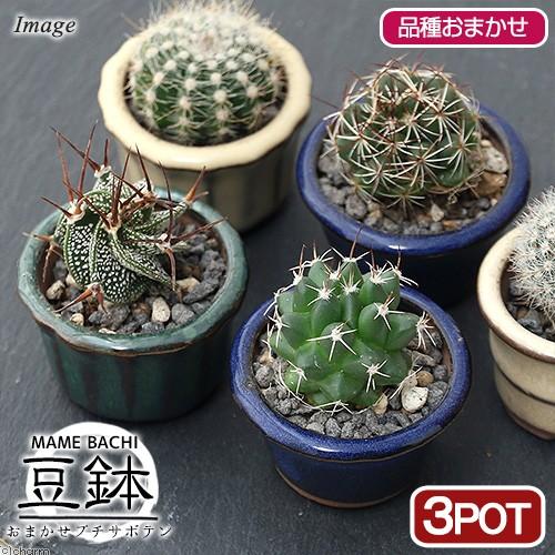 観葉植物 おまかせプチサボテン 豆鉢植え 鉢色おまかせ ３鉢 説明書付き チャーム Charm ヤフー店 通販 Yahoo ショッピング