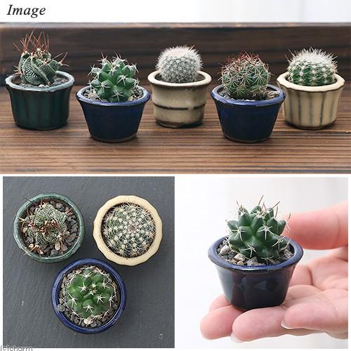 チャーム（charm） （観葉植物）おまかせプチサボテン 豆鉢植え 鉢色