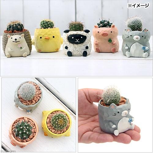 チャーム（charm） （観葉植物）おまかせプチサボテン リトルアニマル