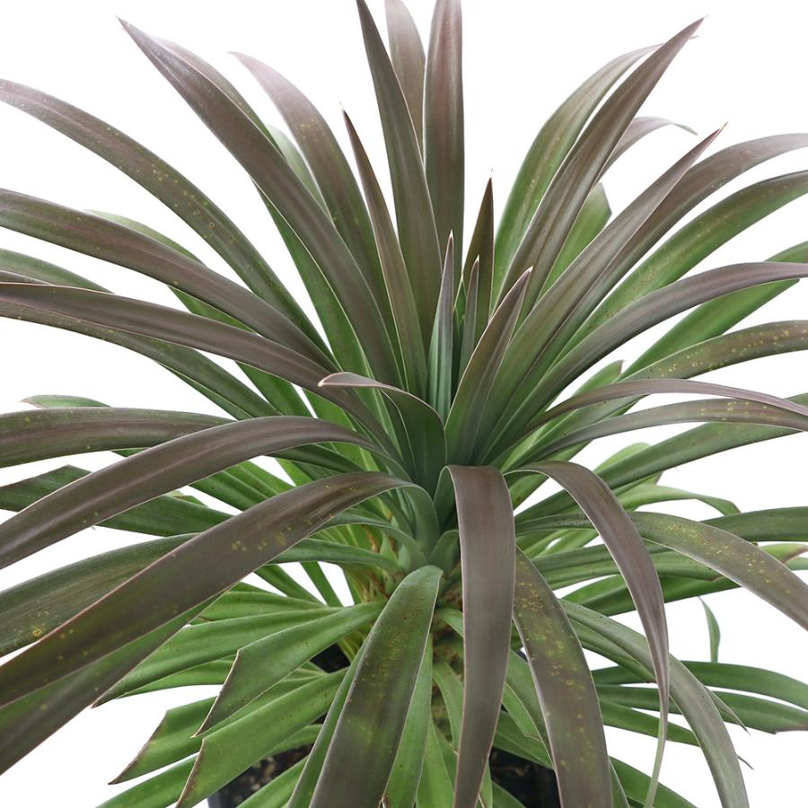 公式の 観葉植物 ユッカ デスメティアーナ ５号 １鉢 北海道冬季発送 沖縄別途送料 新品本物 Kwsrbd Com
