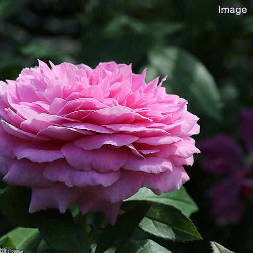 観葉植物 バラ苗 デルバール フラゴナール ６号 １鉢 チャーム Charm Paypayモール店 通販 Paypayモール