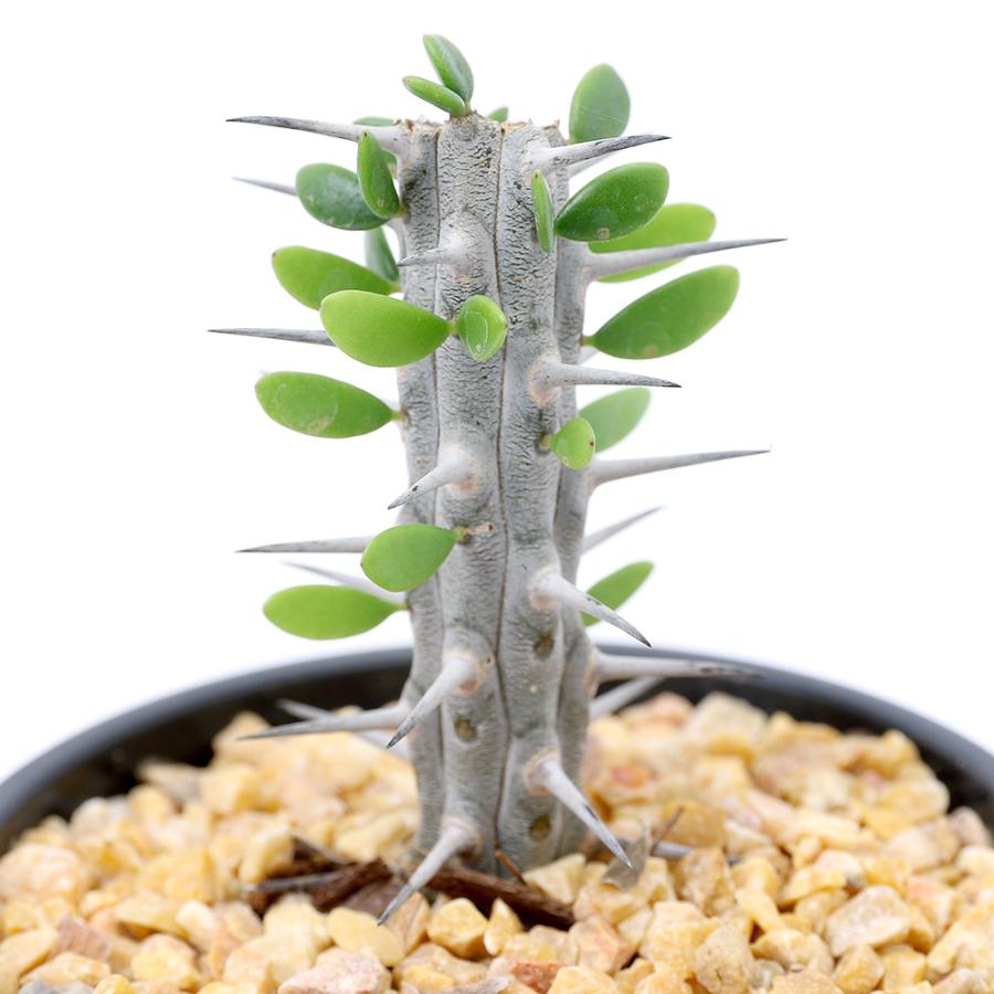 アローディア　サボテン 高さ約100cm ブラウン鉢 チャーム（charm） （観葉植物）アローディア プロセラ（亜竜木） 3