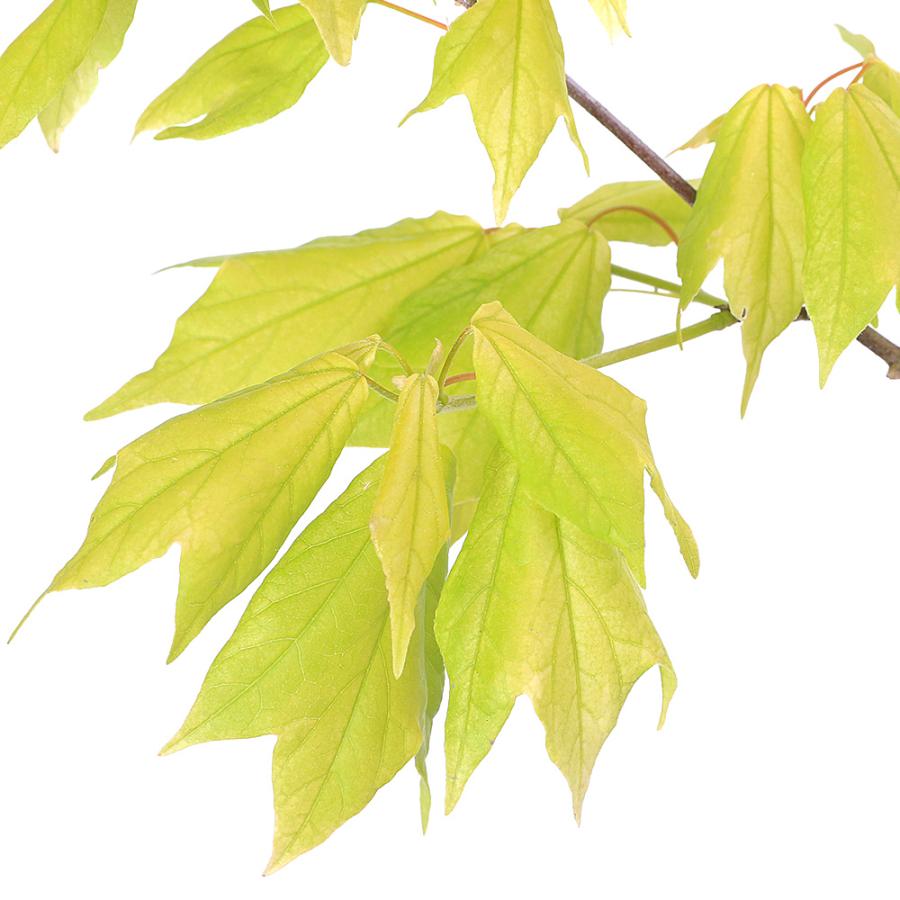 チャーム（charm） （観葉植物）果樹苗 5つ葉アケビ 5号（1鉢