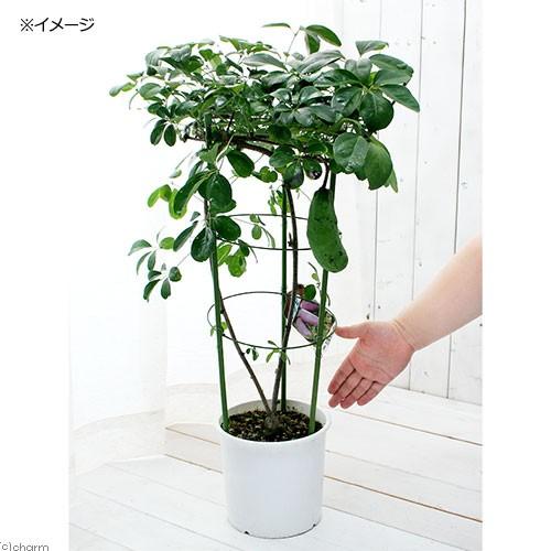 チャーム（charm） （観葉植物）果樹苗 5つ葉アケビ 5号（1鉢