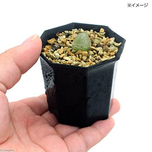 観葉植物 コノフィツム ブルゲリ 実生 ２ ５号 １鉢 沖縄別途送料 チャーム Charm Paypayモール店 通販 Paypayモール