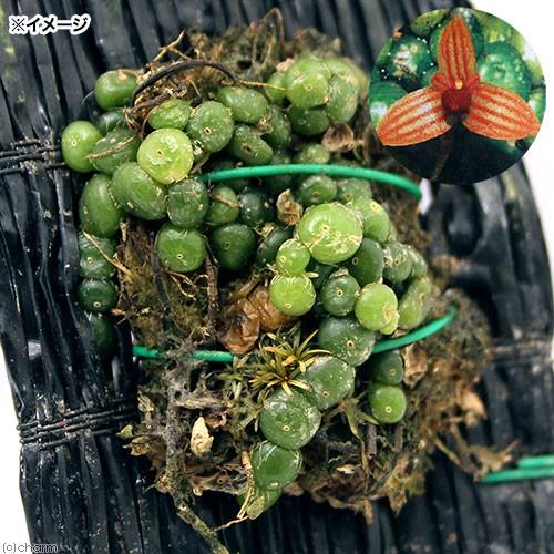 チャーム(ペット) (観葉植物)洋ラン バルボフィラム チャーム(ペット) (観葉植物)洋ラン バルボフィラム