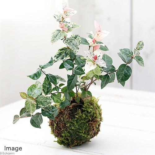 （観葉植物）苔玉　ハツユキカズラ（初雪葛）（１個）（Yahoo!・チャーム charm ヤフー店）