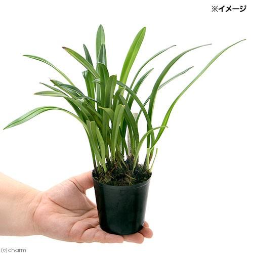 観葉植物 洋ラン モンキーオーキッド ドラキュラ プシタシナ ２ ５ ３号 １ポット チャーム Charm Paypayモール店 通販 Paypayモール