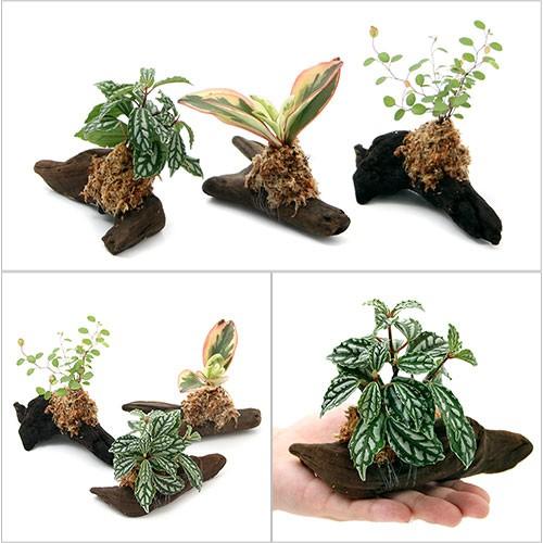 t55アク抜き済み流木セット 爬虫類シェルター 登り木 インテリア エアプランツ t55アク抜き済み流木セット 爬虫類シェルター 登り木 インテリア エア