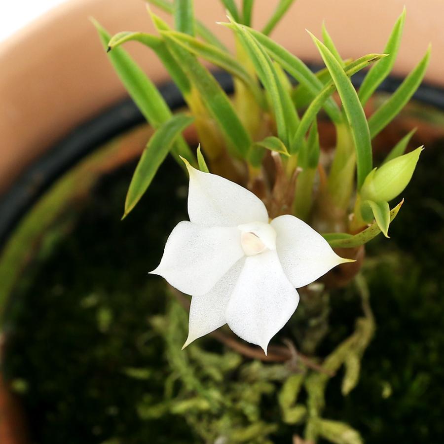 最大52 オフ 観葉植物 洋ラン デンドロビウム スブリフェラム ｓサイズ ３号 １鉢