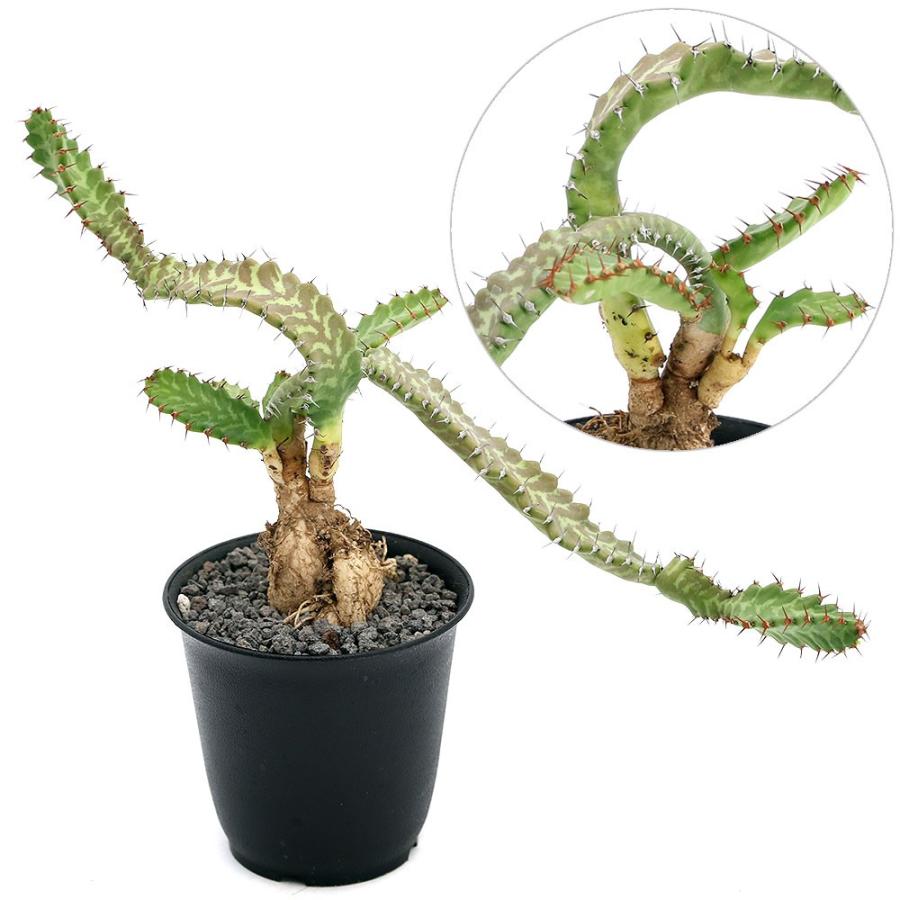 観葉植物 一点物 ユーフォルビア ステラータ ３ ５号 １鉢 沖縄別途送料 チャーム Charm Paypayモール店 通販 Paypayモール
