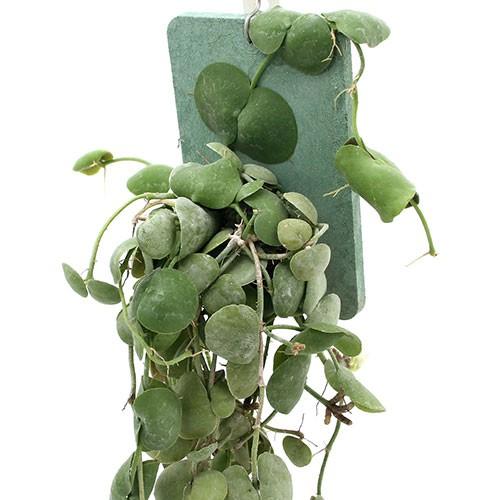観葉植物 ディスキディア プラティフィラ １株 北海道冬季発送不可 チャーム Charm Paypayモール店 通販 Paypayモール
