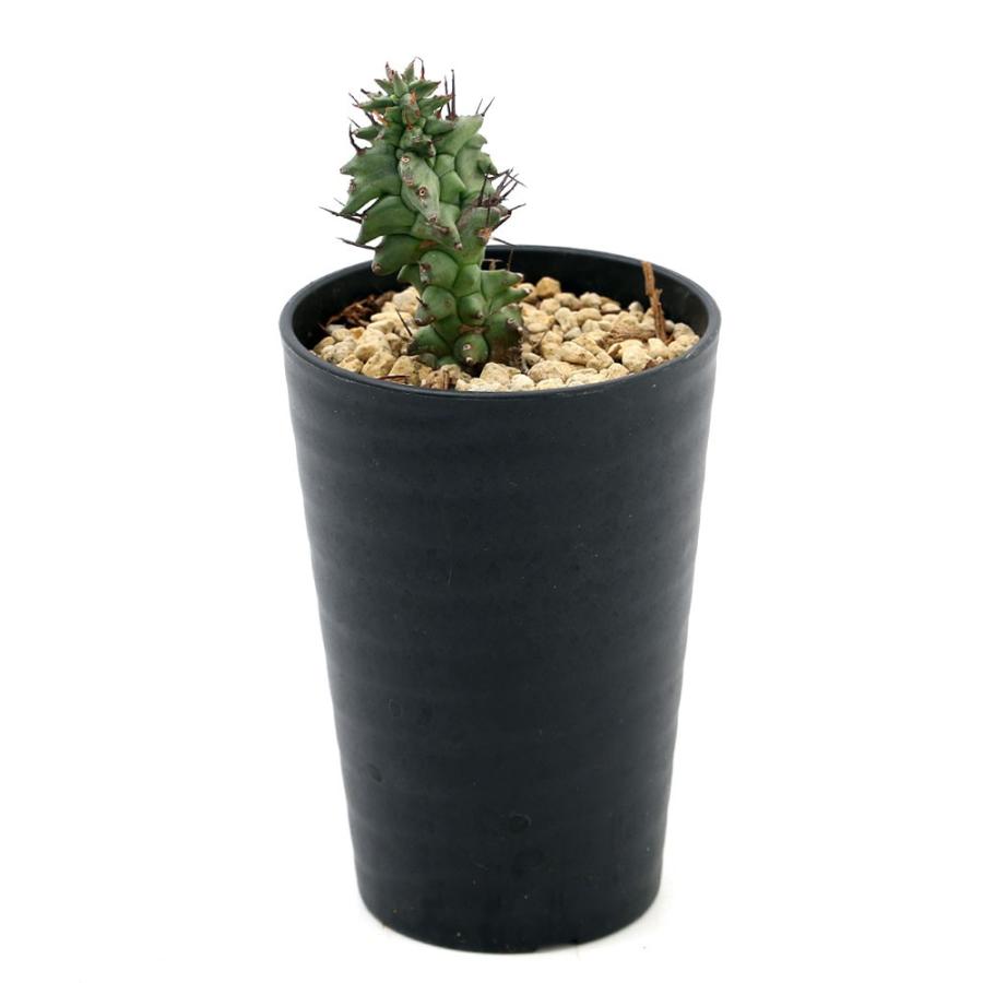 観葉植物 ユーフォルビア ホリダ モンスト ３ ５号 １鉢 チャーム Charm Paypayモール店 通販 Paypayモール