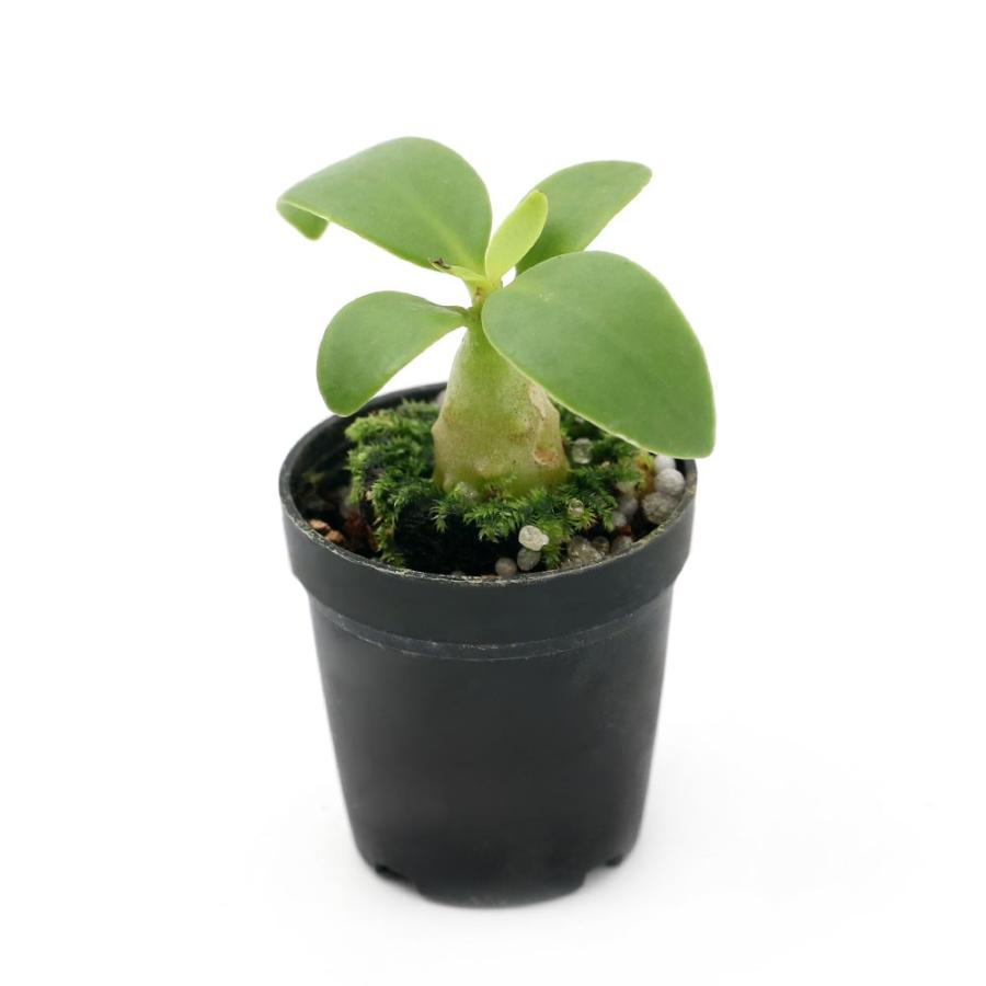観葉植物 ビバリウムプランツ フィドノフィツム パプアナム ｓサイズ ３ｃｍポット １ポット コーデックス アリ植物 チャーム Charm Paypayモール店 通販 Paypayモール