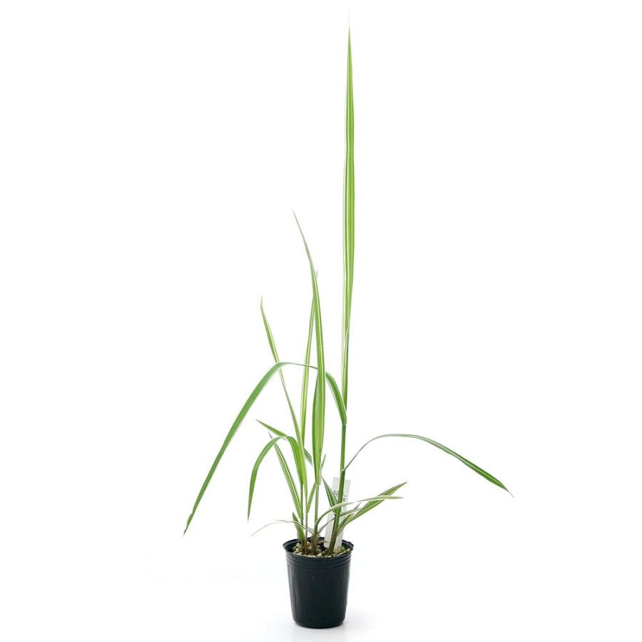 チャーム（ペット） （山野草）ビバリウムプランツ シマアシ（縞萱