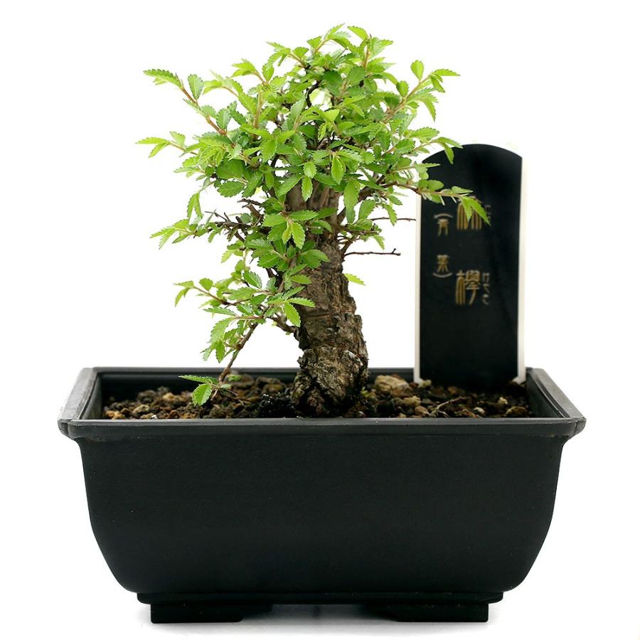 チャーム（charm） （山野草）盆栽 ニレケヤキ（楡欅） 3〜4号（1鉢