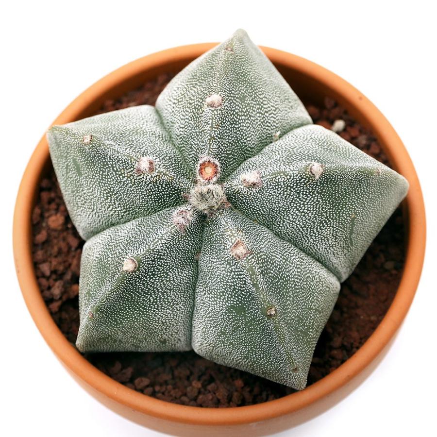 観葉植物 素焼鉢 サボテン アストロフィツム ランポー玉 鸞鳳玉 ３ ５号 １鉢 チャーム Charm Paypayモール店 通販 Paypayモール