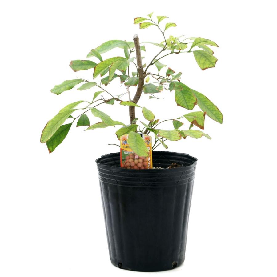 超大特価 観葉植物 果樹苗 沖縄 レイシ 玉荷包 ギョクカホウ ７号 １ポット 家庭菜園 沖縄別途送料 正規店仕入れの Www Maxipiso Com Ar