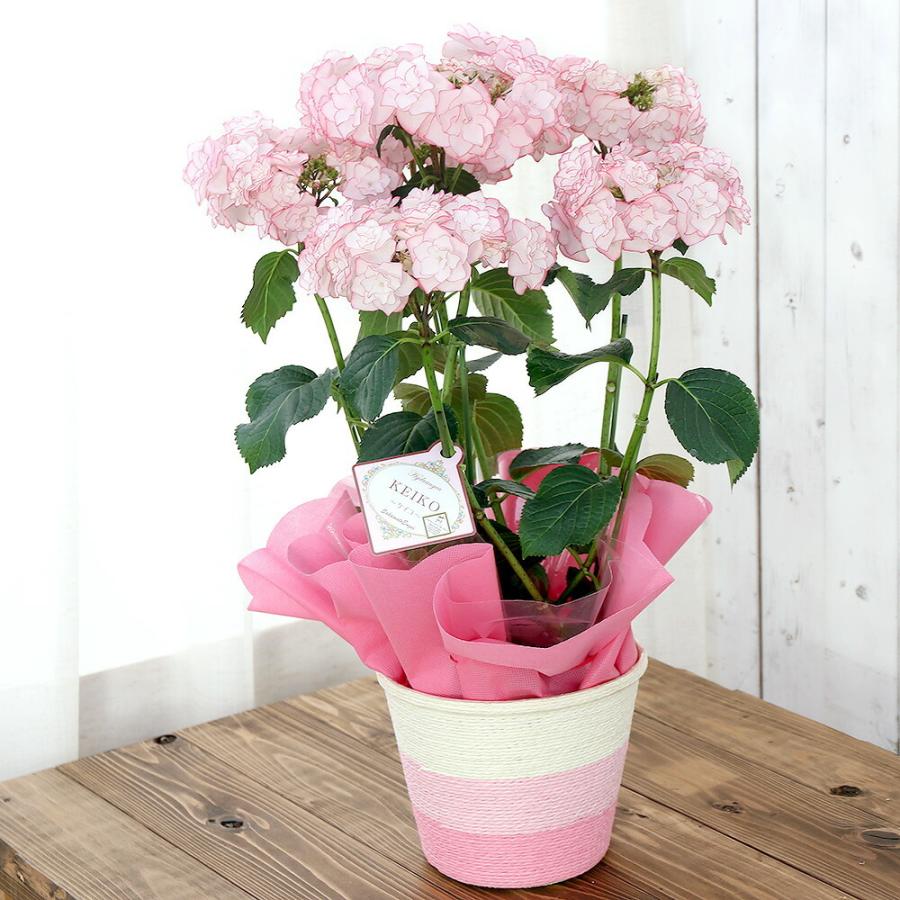 送料無料 母の日ギフト 西洋アジサイ ｋｅｉｋｏ ピンク ５号 １鉢 ８お届け 同梱不可 在庫限り ４ 日時指定不可 沖縄別途送料 ２８ ５
