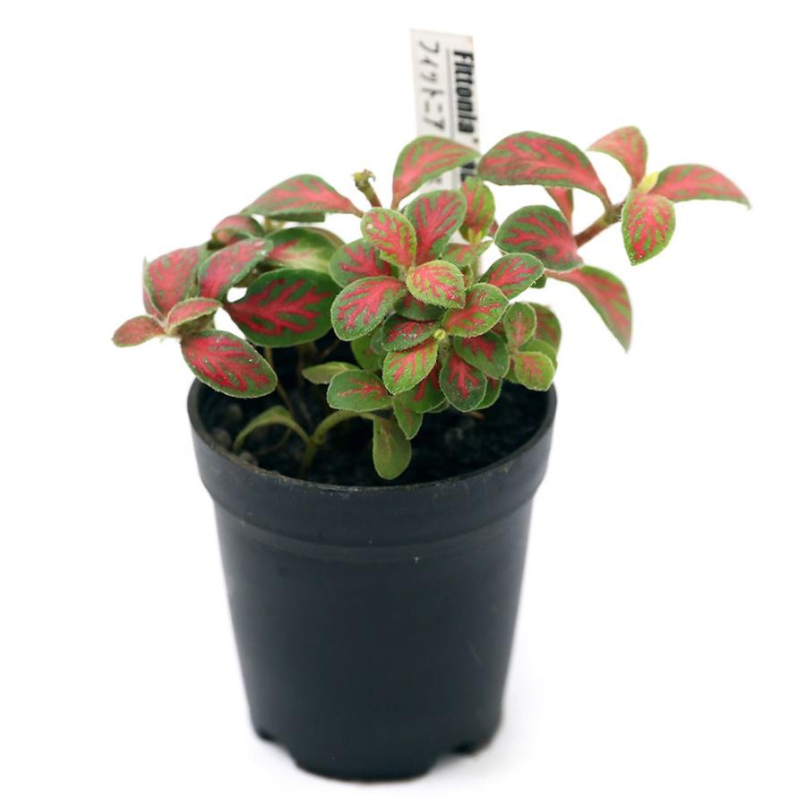 観葉植物 ビバリウムプランツ フィットニア 丸葉 黄赤系 ジェイド ３ｃｍポット １ポット チャーム Charm Paypayモール店 通販 Paypayモール