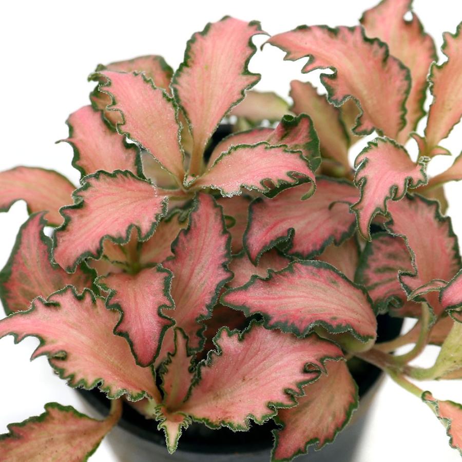 観葉植物 ビバリウムプランツ フィットニア ギザ葉 ピンク系 ３ｃｍポット １ポット 北海道冬季発送不可 チャーム Charm Paypayモール店 通販 Paypayモール