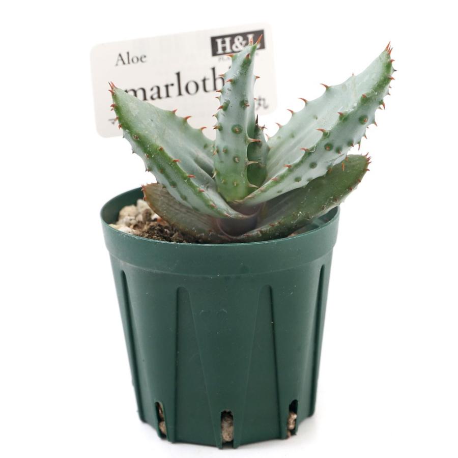 観葉植物 アロエ マルロシー ２号 １鉢 チャーム Charm Paypayモール店 通販 Paypayモール