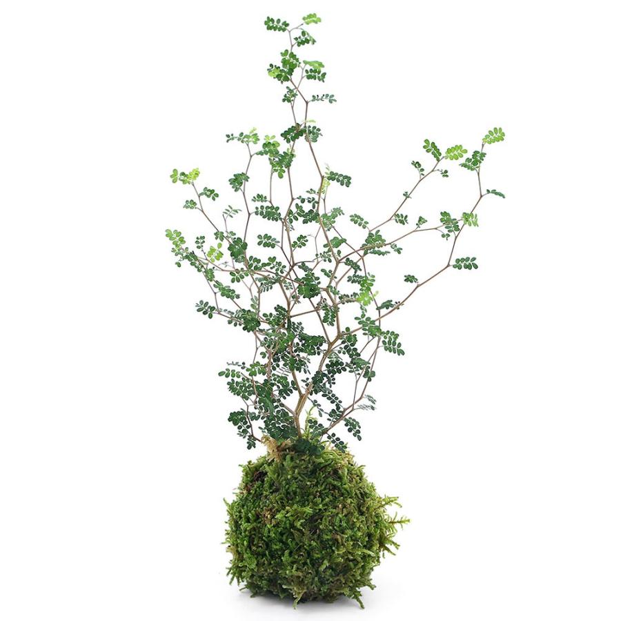 （観葉植物）苔玉　メルヘンの木（１個）（Yahoo!・チャーム charm ヤフー店）