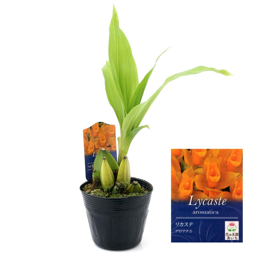 観葉植物 洋ラン リカステ アロマティカ ３ ３ ５号 １ポット チャーム Charm Paypayモール店 通販 Paypayモール