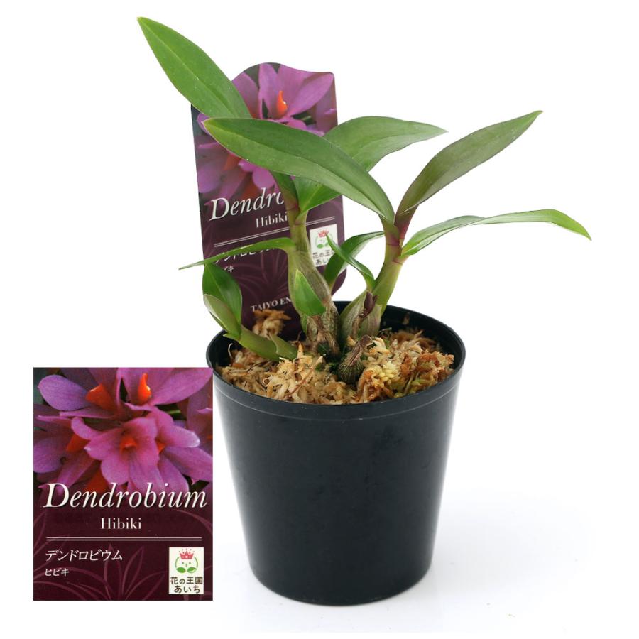 観葉植物 洋ラン デンドロビウム ヒビキ ３号 １ポット チャーム Charm Paypayモール店 通販 Paypayモール