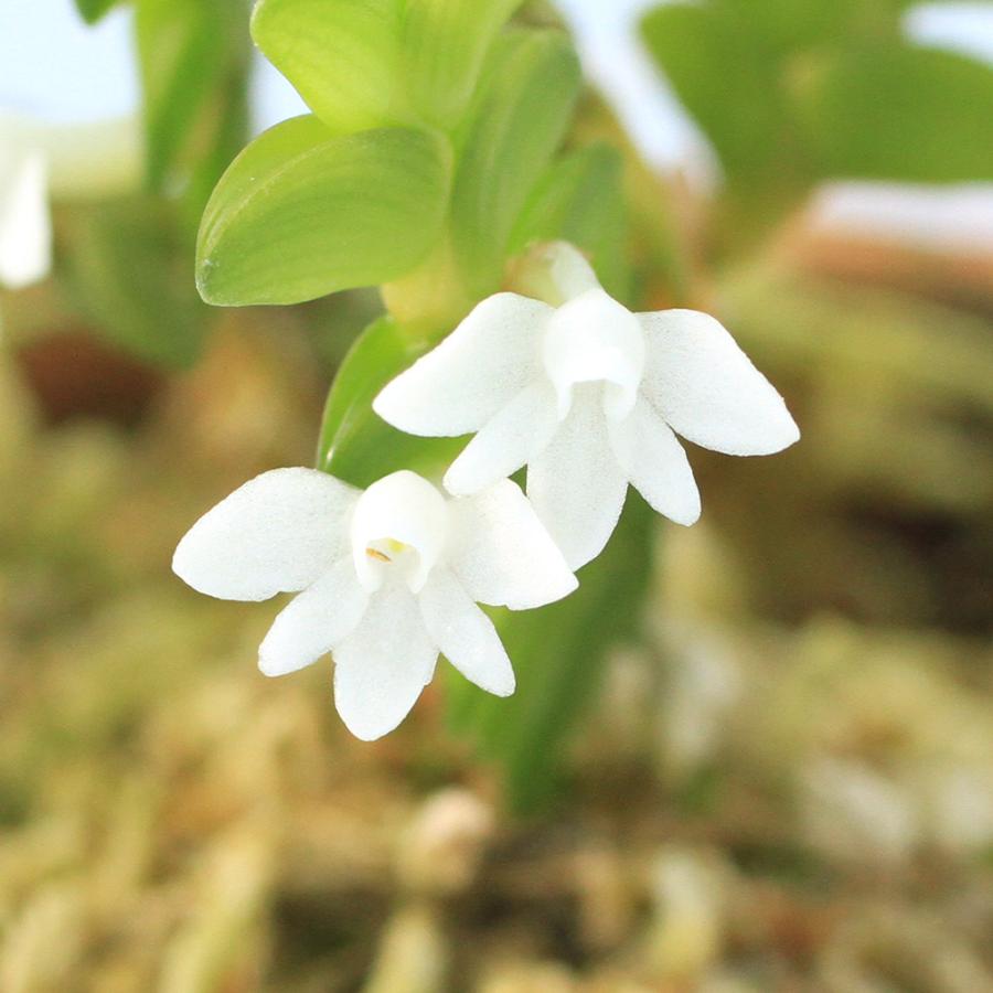 お試し価格！ラディアンスソーム　使って見て欲しい チャーム（charm） （観葉植物）洋ラン アングレカム ディスティカム