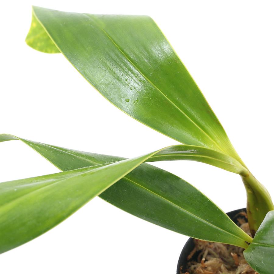 user_6cd345d3です⭐︎ デンドロビウム（原種）トレチェリアナム 洋ラン】Den. トレチェリアナム、、、〜Tennessee Loveless展