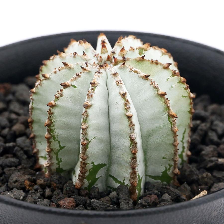 観葉植物 ユーフォルビア ポリゴナ スノーフレーク ３ ５号 １鉢 沖縄別途送料 北海道冬季発送不可 チャーム Charm Paypayモール店 通販 Paypayモール
