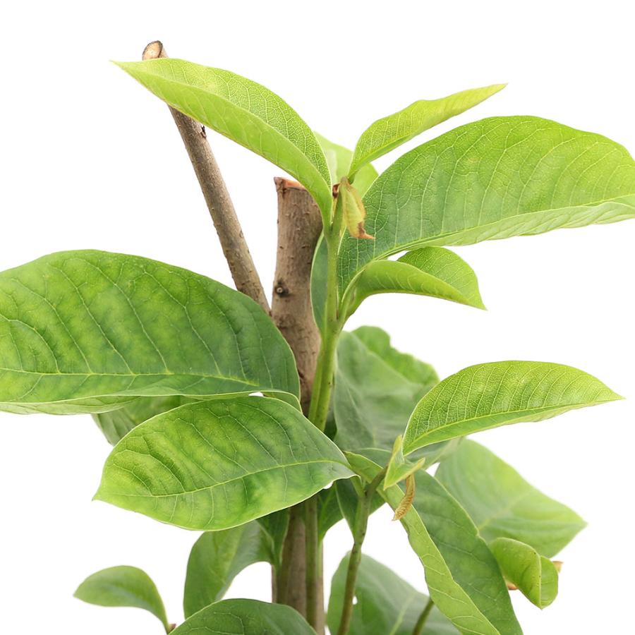 福袋セール 観葉植物 果樹苗 ポポー ４ ５号 樹高約８０ｃｍ前後 １ポット 苗木 家庭菜園