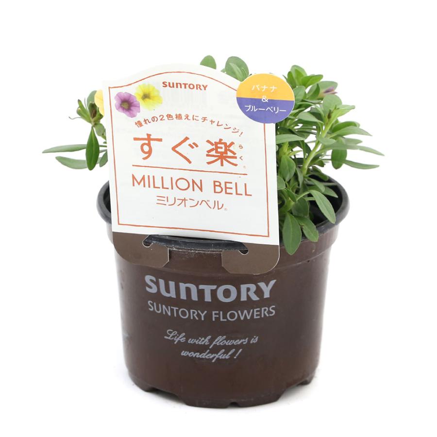 観葉植物 サントリー すぐ楽ミリオンベル バナナ ブルーベリー ３ ５号 ３鉢 チャーム Charm Paypayモール店 通販 Paypayモール
