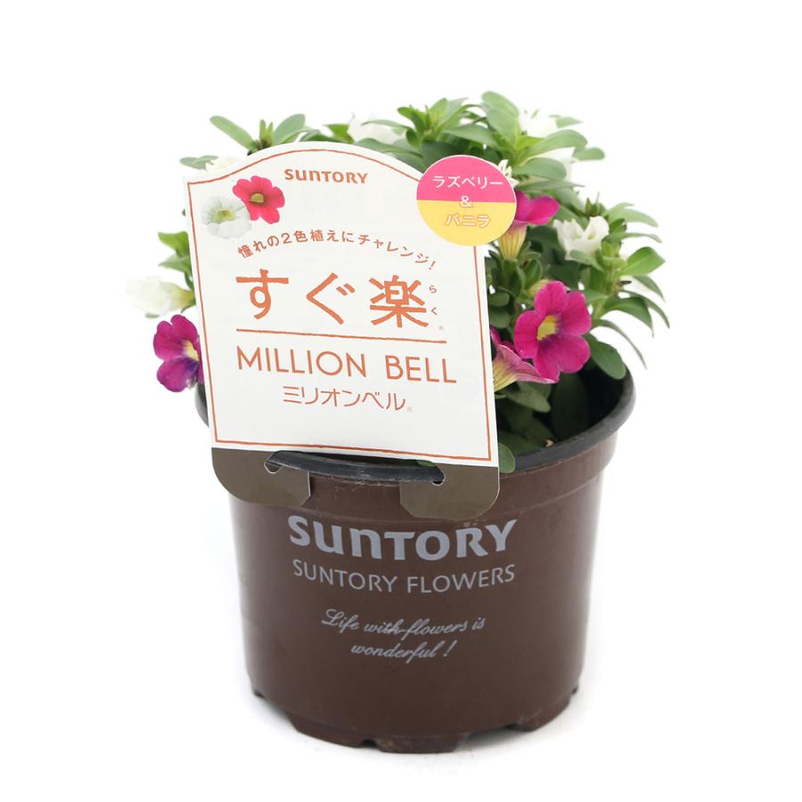 観葉植物 サントリー すぐ楽ミリオンベル ラズベリー バニラ ３ ５号 １鉢 チャーム Charm Paypayモール店 通販 Paypayモール