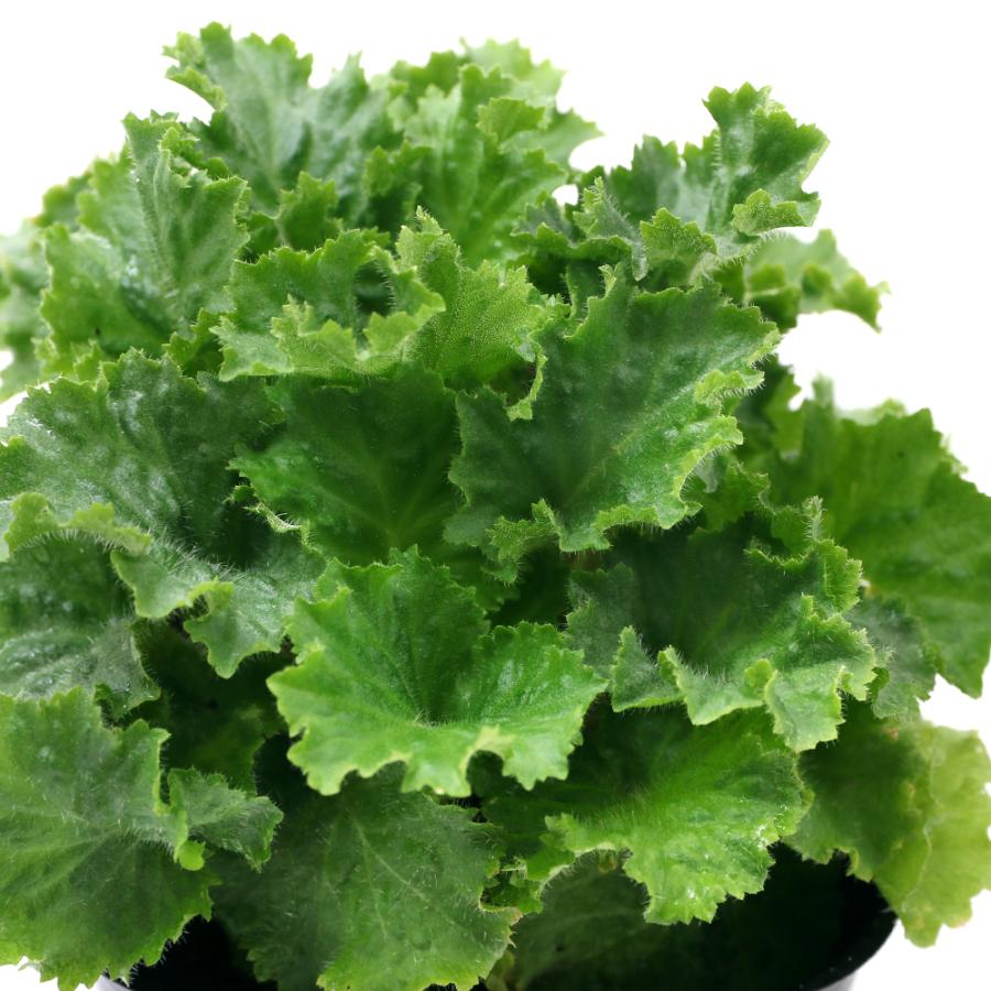 観葉植物 サントリー サクラソウ ウインティー ローズ ３ ５号 ３ポット 北海道冬季発送不可 チャーム Charm Paypayモール店 通販 Paypayモール