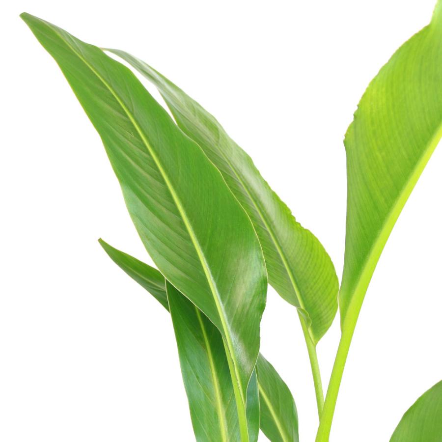 チャーム（charm） （観葉植物）タビビトノキ 旅人の木 オオギバショウ