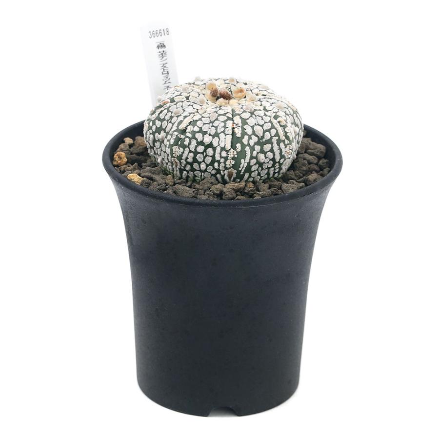 観葉植物 一点物 サボテン アストロフィツム スーパー兜 ｎｏ ３ ３号 １鉢 ３６６６１８ 沖縄別途送料 北海道冬季発送不可 チャーム Charm Paypayモール店 通販 Paypayモール