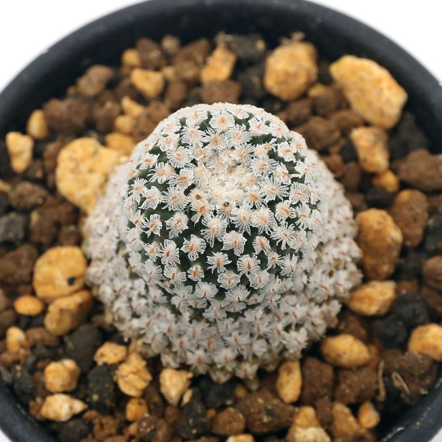 観葉植物 サボテン ツルビニカルプス バラ丸 ２ ５号 ｌサイズ １鉢 沖縄別途送料 チャーム Charm Paypayモール店 通販 Paypayモール