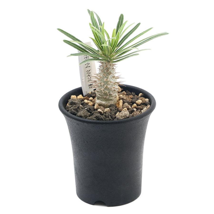 観葉植物 パキポディウム グラキリス 実生 ３号 １鉢 チャーム Charm Paypayモール店 通販 Paypayモール