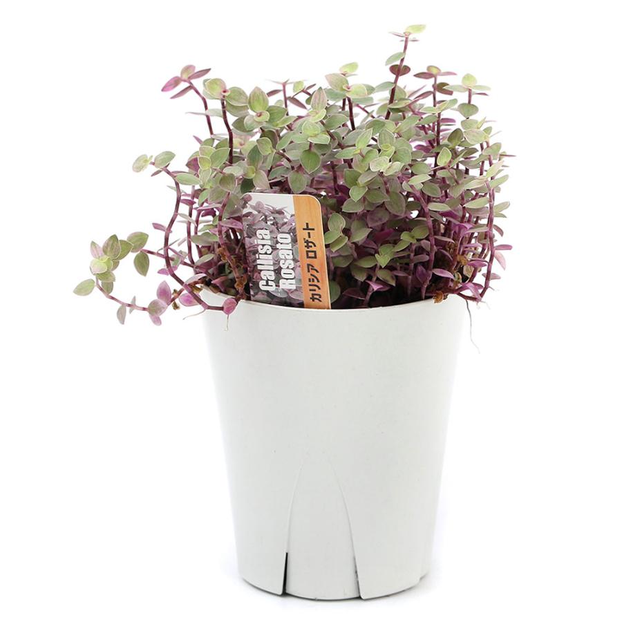 カリシア ロザート 9cmロング