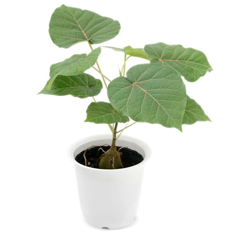 観葉植物 フィカス ペティオラリス ４号 １鉢 コーデックス チャーム Charm Paypayモール店 通販 Paypayモール