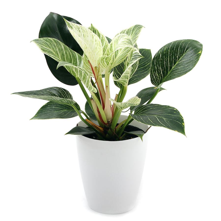 観葉植物 フィロデンドロン バーキン ６号 １鉢 チャーム Charm Paypayモール店 通販 Paypayモール