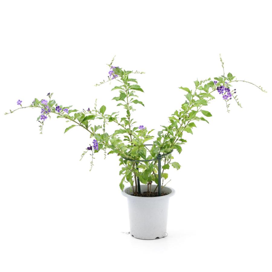観葉植物 デュランタ パープルラブ 宝塚 ４号 １鉢 チャーム Charm Paypayモール店 通販 Paypayモール