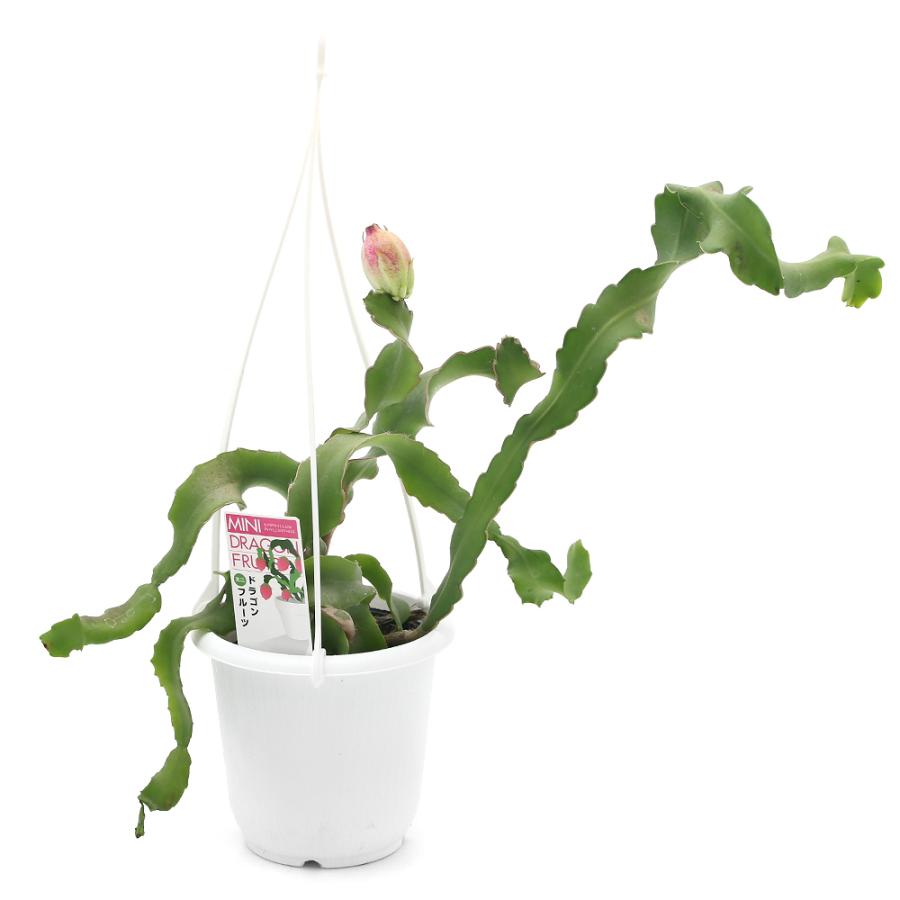 観葉植物 果樹苗 ミニドラゴンフルーツの苗 吊り鉢タイプ ４号 １鉢 チャーム Charm Paypayモール店 通販 Paypayモール