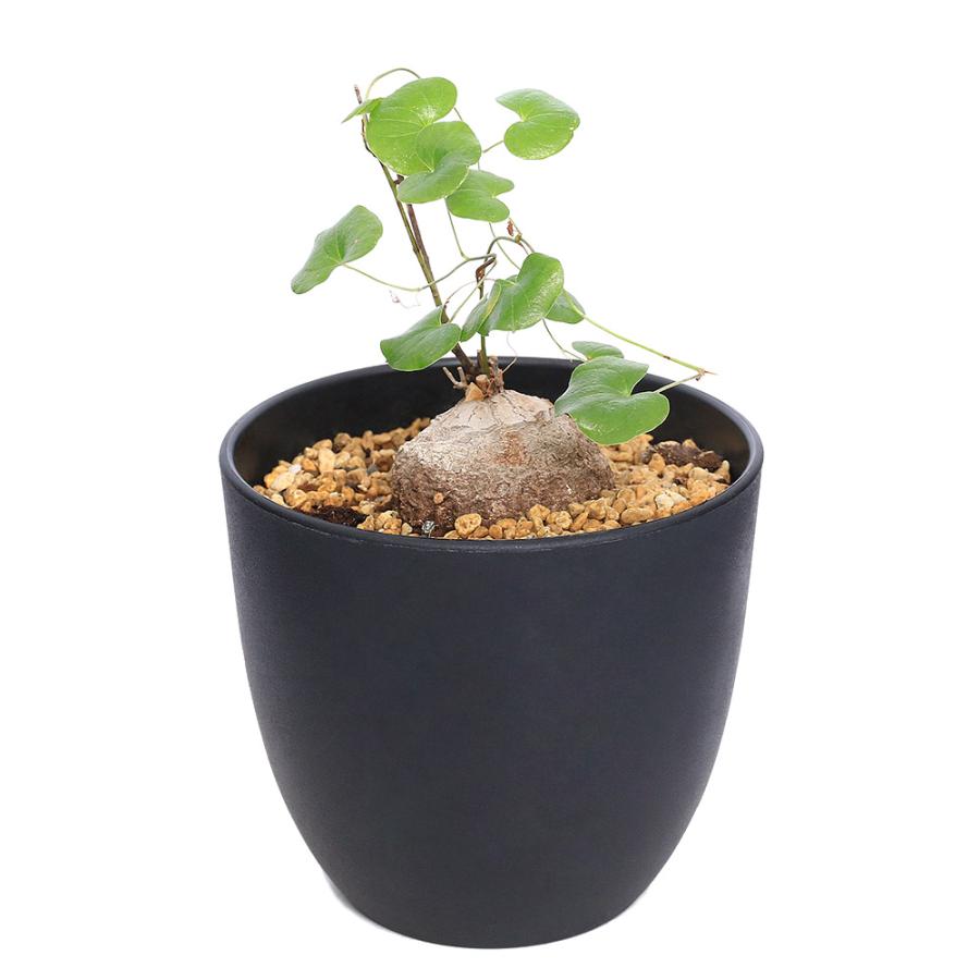 チャーム(ペット) (観葉植物)ディオスコレア エレファンティ チャーム(ペット) (観葉植物)ディオスコレア エレファンティ