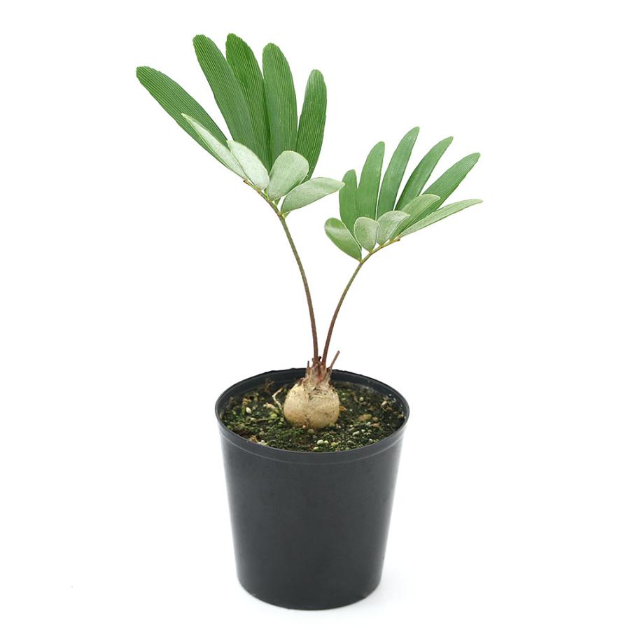 観葉植物 ザミア フロリダーナ ２ ５号 １鉢 沖縄別途送料 チャーム Charm Paypayモール店 通販 Paypayモール