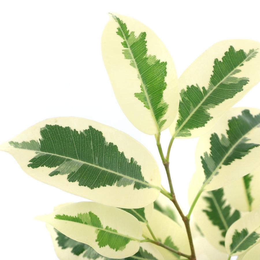 ❀Mints プロフ見て下さい¨̮♡︎様❀ フィカスベンジャミンスター